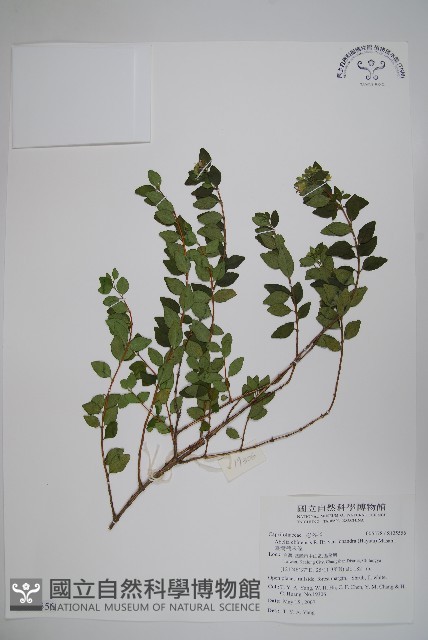 臺灣糯米條藏品圖，第1張