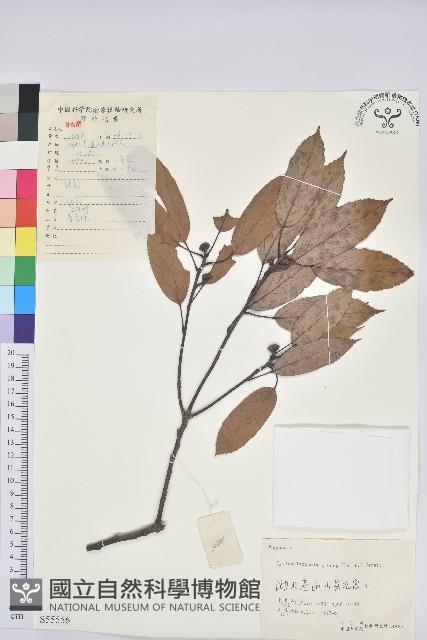 青剛櫟、鐵椆藏品圖，第1張