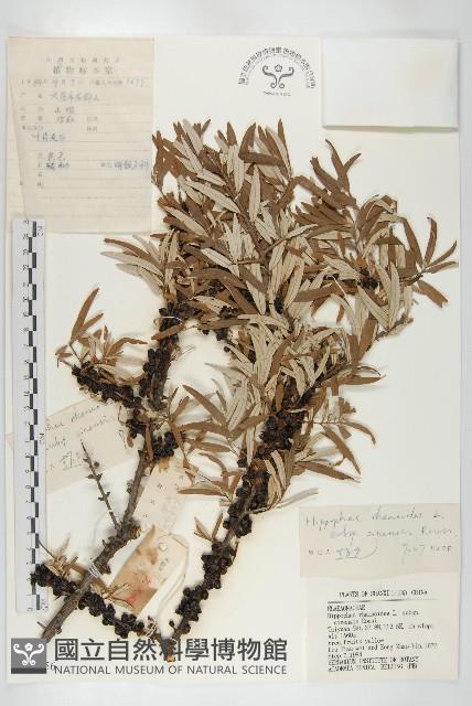 醋柳藏品圖，第1張