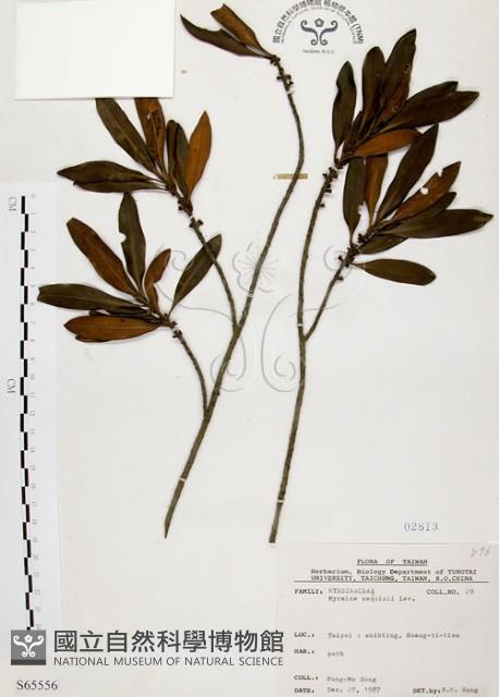 Sequin Myrsine Collection Image