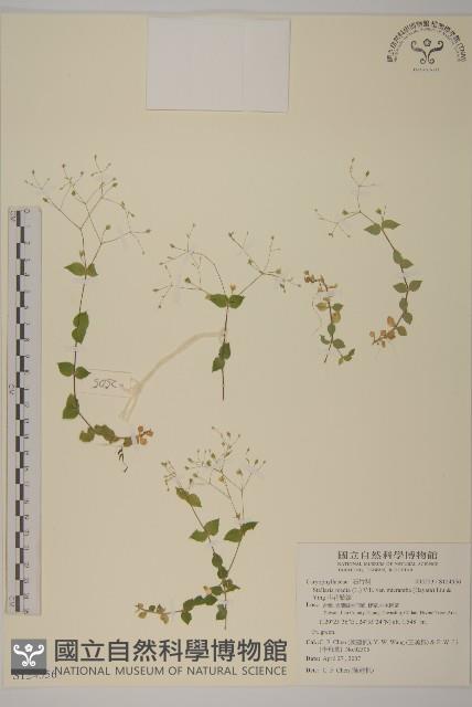 小花繁縷藏品圖，第1張