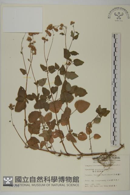 紫花霍香薊藏品圖，第1張