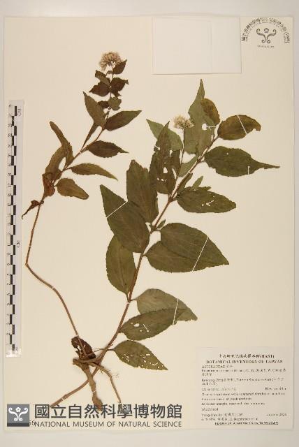 基隆澤蘭藏品圖，第1張