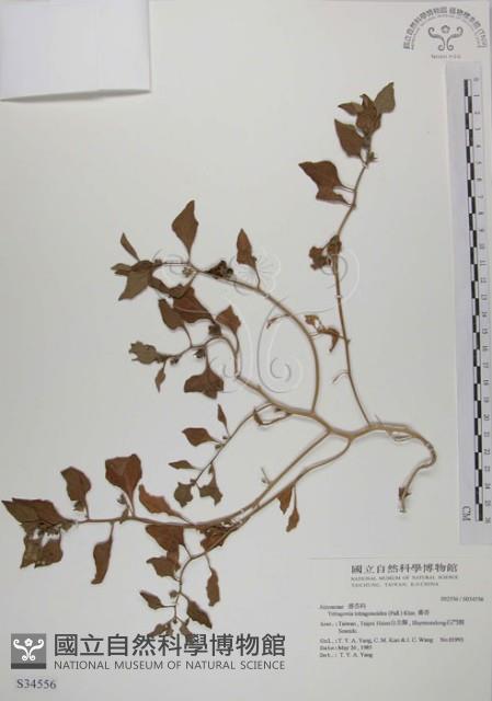 番杏藏品圖，第1張