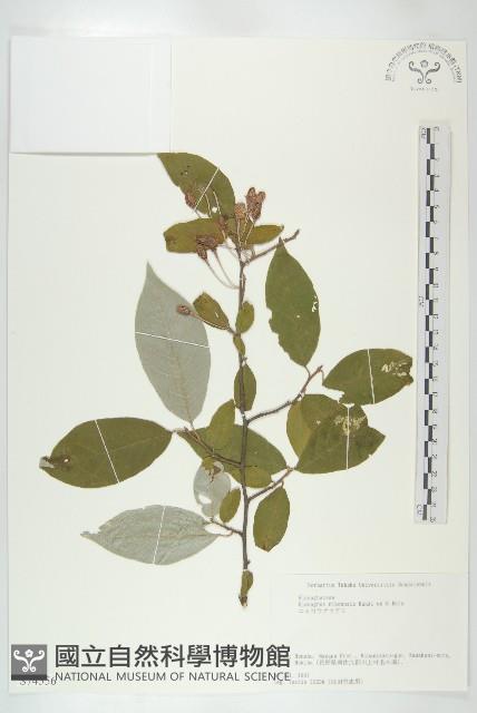 登錄號:S074556藏品圖，第1張