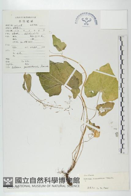 山俞菜藏品圖，第1張