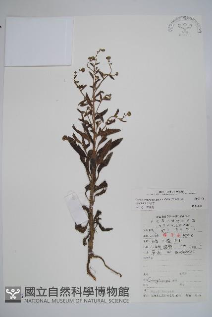 琉璃草藏品圖，第1張