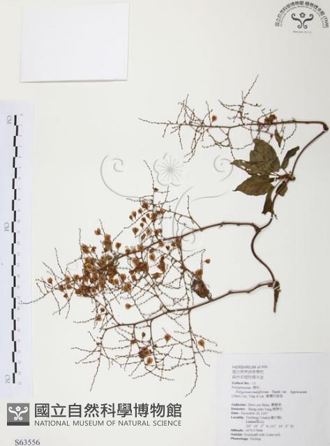 臺灣何首烏藏品圖，第1張