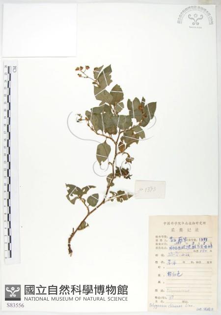 火炭母草、清飯藤藏品圖，第1張