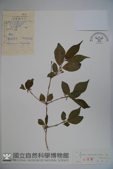 金花忍冬藏品圖，第1張