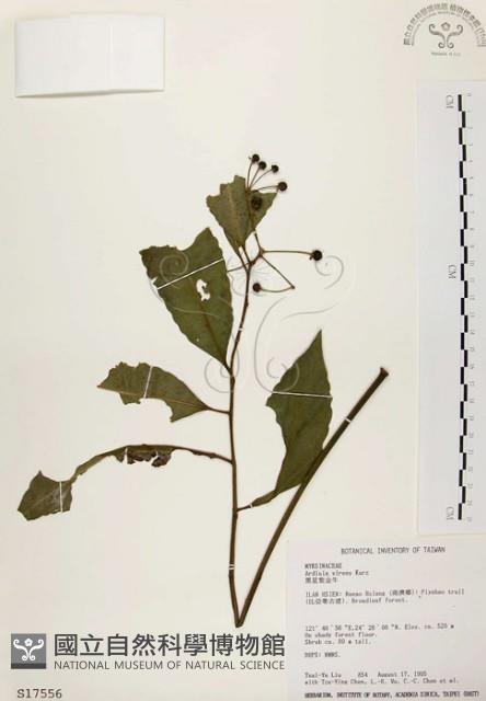 黑星紫金牛藏品圖，第1張