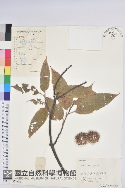 板栗藏品圖，第1張