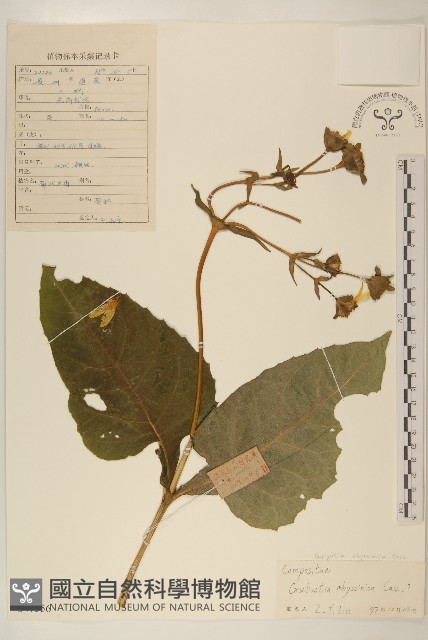 小油菊藏品圖，第1張