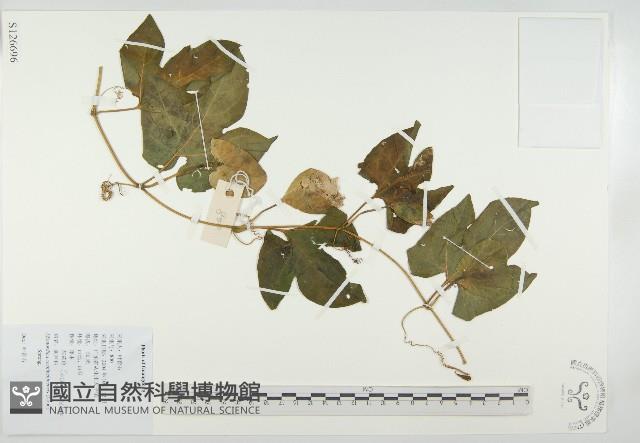 木鱉子藏品圖，第1張