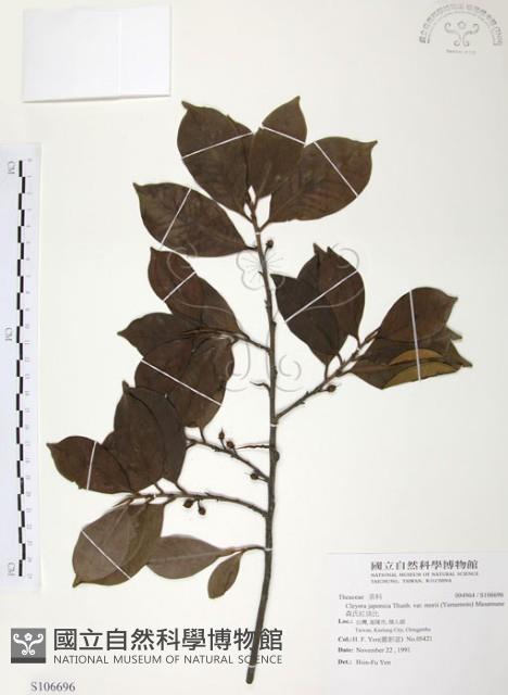 森氏紅淡比藏品圖，第1張