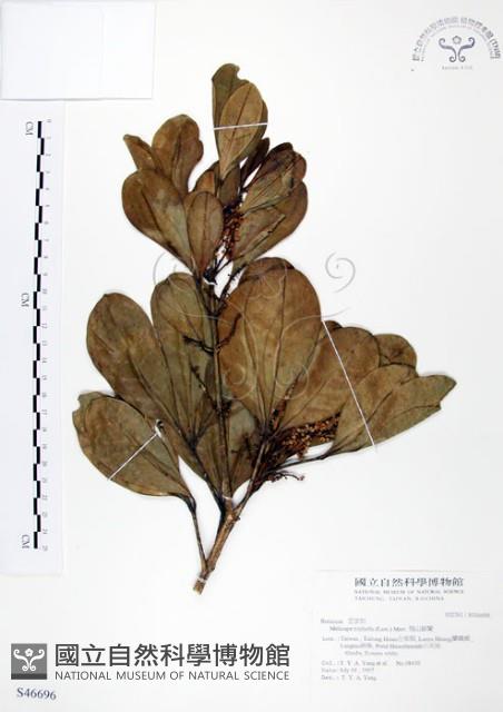 假三腳虌藏品圖，第1張