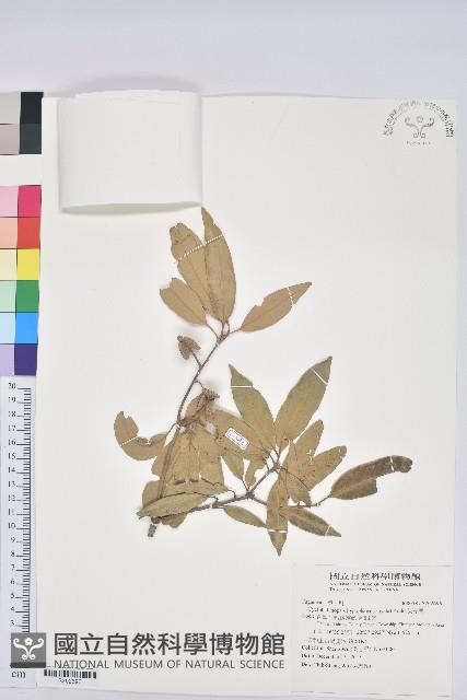 灰背櫟藏品圖，第1張