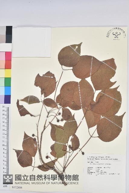 重陽木藏品圖，第1張