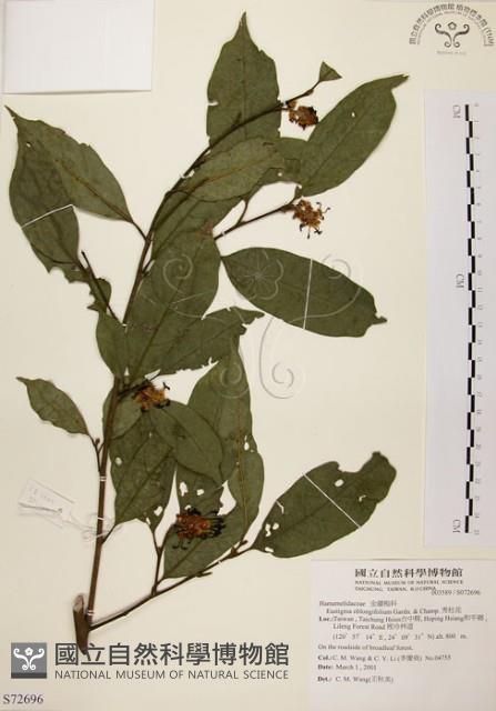 秀柱花藏品圖，第1張