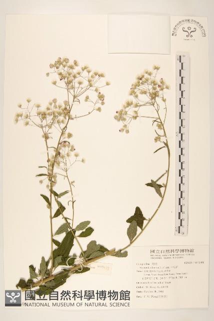 一枝香藏品圖，第1張