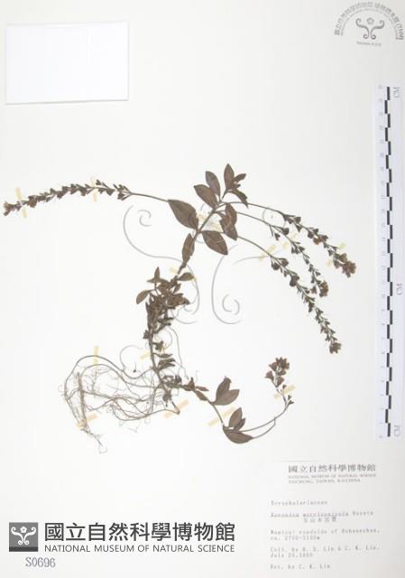 玉山水苦賈藏品圖，第1張