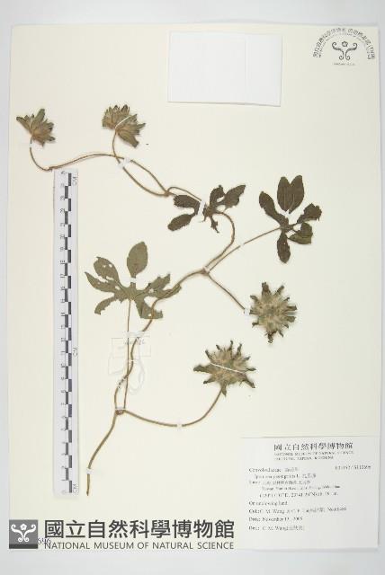 九爪藤藏品圖，第1張