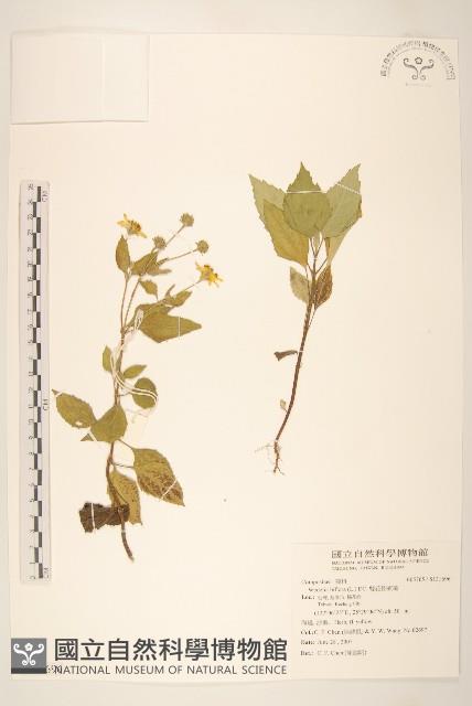 雙花蟛蜞菊藏品圖，第1張