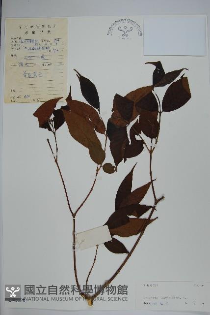 藍樹藏品圖，第1張