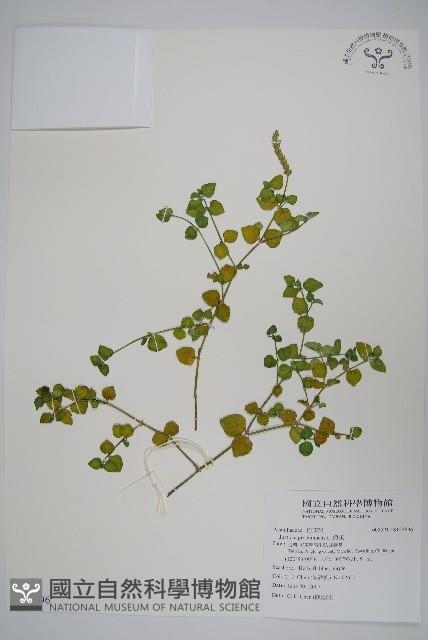 爵床藏品圖，第1張