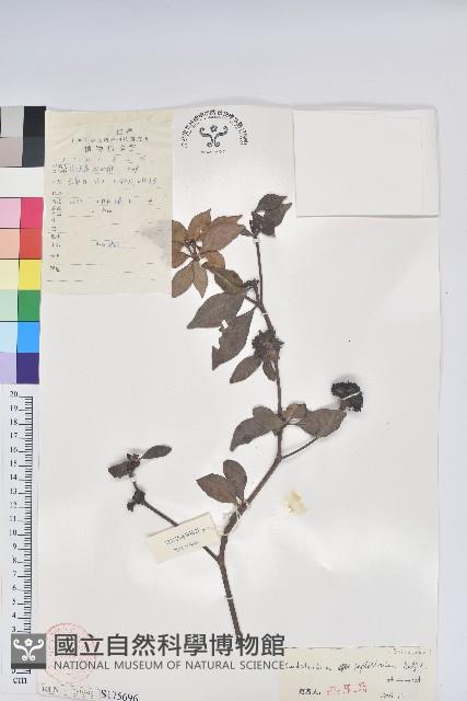 薄葉馬銀花藏品圖，第1張