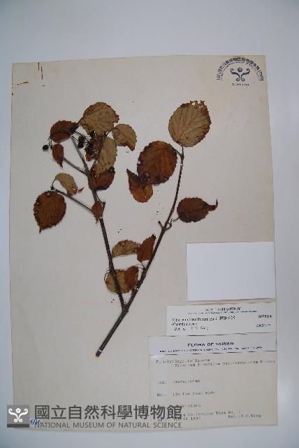 樺葉莢迷、玉山莢迷藏品圖，第1張