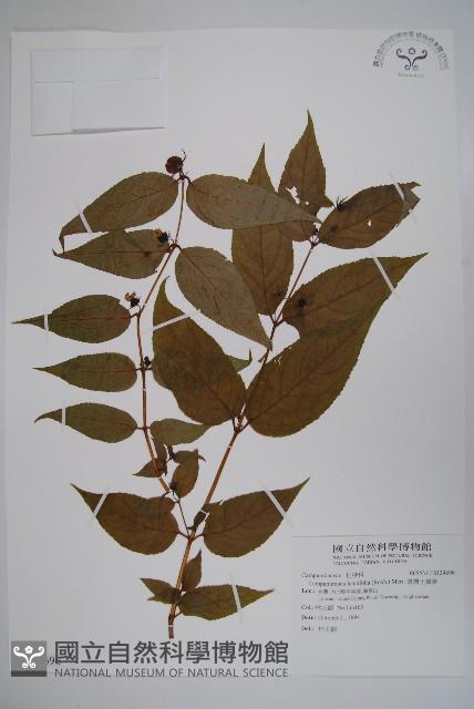 臺灣土黨參藏品圖，第1張