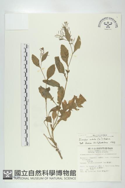 葶藶藏品圖，第1張