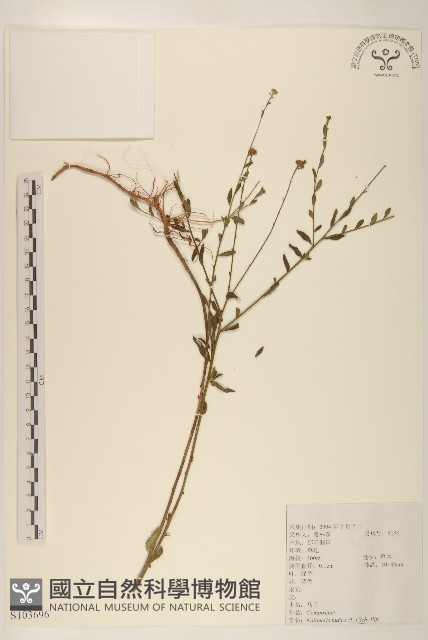 雞兒腸藏品圖，第1張