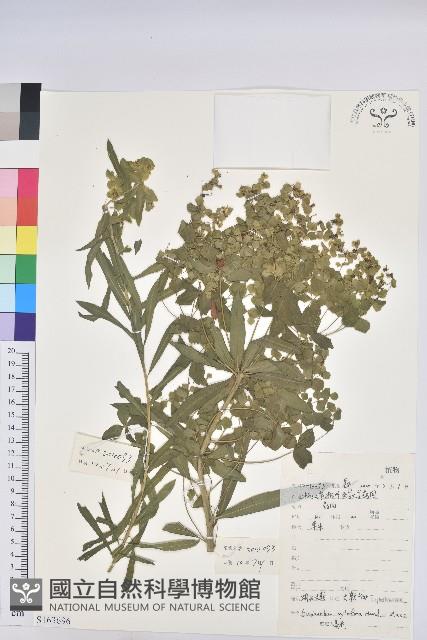 湖北大戟藏品圖，第1張