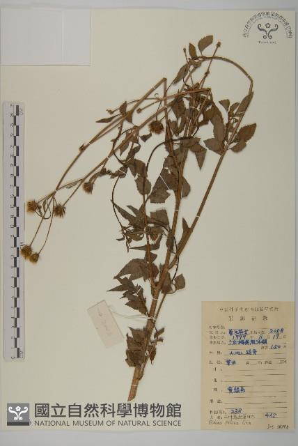 白花鬼針藏品圖，第1張