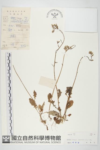 黃鵪菜藏品圖，第1張