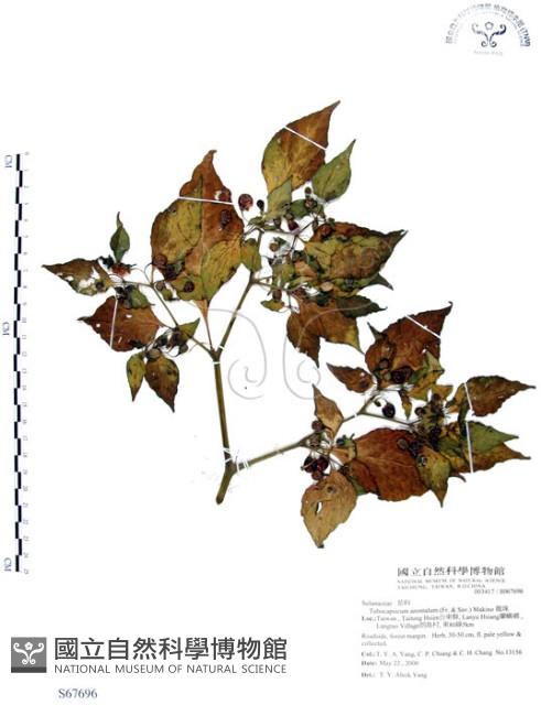 龍珠藏品圖，第1張