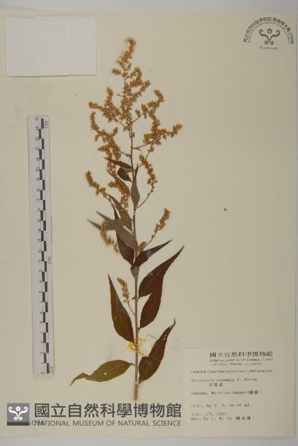 珍珠蒿、奇蒿藏品圖，第1張