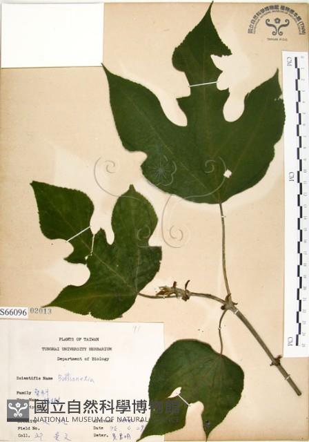 構樹藏品圖，第1張