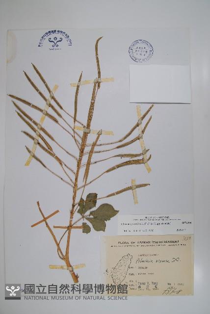 白花菜藏品圖，第1張