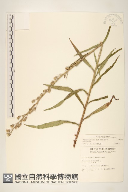 鵝仔草藏品圖，第1張