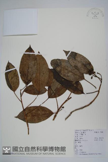 樹參藏品圖，第1張