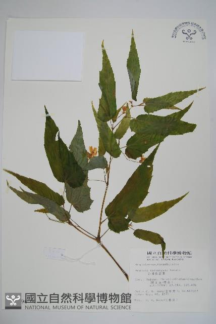 臺灣秋海棠藏品圖，第1張