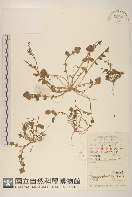 稻槎菜藏品圖，第1張