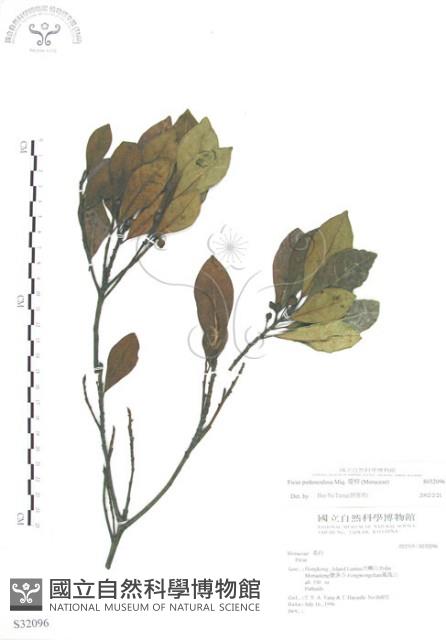 蔓榕藏品圖，第1張