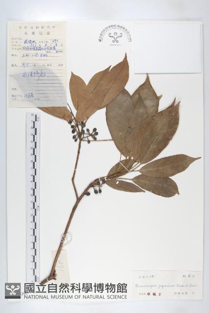 薯豆藏品圖，第1張