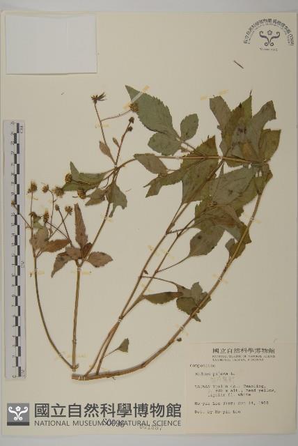 白花鬼針藏品圖，第1張