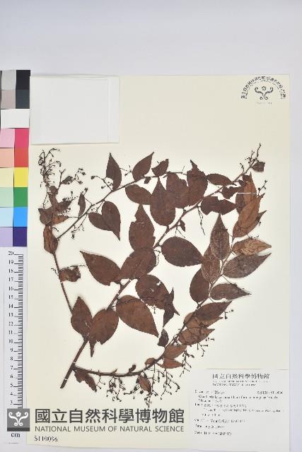 白珠樹藏品圖，第1張