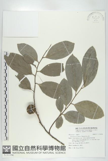 黃心柿藏品圖，第1張